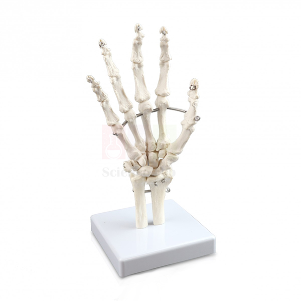 Human Skeletal Hand Model